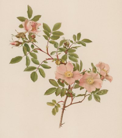 English Rose by English School